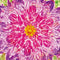 Ginseng Flower G203 Prodigy RGB Wired Gaming Mouse Skin
