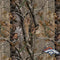 NFL Denver Broncos Realtree AP Camo Surface Pro 7 Skin