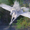 Soaring Pegasus by Laurie Prindle iPhone 14 Folio Case
