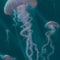 Blue Jellyfish by Vincent Hie iPhone 13 Pro Max Folio Case