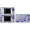 Blue Garden by Cat Coq DS Lite Skin