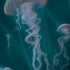 Blue Jellyfish by Vincent Hie Dell Latitude Skin