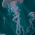 Blue Jellyfish by Vincent Hie MacBook Skins