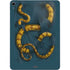Boa Constrictor by Vincent Hie Apple iPad Air Skin