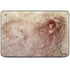 da Vinci - Sketch of a roaring lion by Da Vinci HP Chromebook Skin