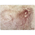 da Vinci - Sketch of a roaring lion by Da Vinci Surface Laptop 7 13.8in Skin