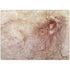 da Vinci - Sketch of a roaring lion by Da Vinci Surface Laptop 7 15in Skin