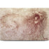 da Vinci - Sketch of a roaring lion by Da Vinci Dell XPS Skin