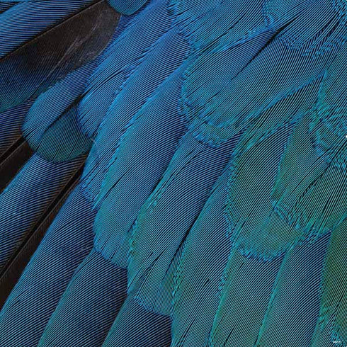 Macaw PS4 Console Skin