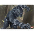 Marvel Black Panther In the Jungle MacBook Pro 14in (2021-24) Skin