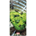 Marvel Hulk Green Goliath Galaxy Note20 5G Skin