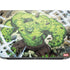 Marvel Hulk Green Goliath HP ZBook Fury 16 G10 Skin