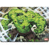 Marvel Hulk Green Goliath MacBook Pro 14in (2021-24) Skin