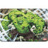 Marvel Hulk Green Goliath MacBook Skins