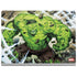 Marvel Hulk Green Goliath Surface Book 2 13.5in Skin