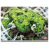 Marvel Hulk Green Goliath Surface Book 2 15in Skin