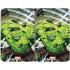 Marvel Hulk Green Goliath Surface Duo Skin
