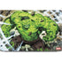 Marvel Hulk Green Goliath Dell XPS Skin