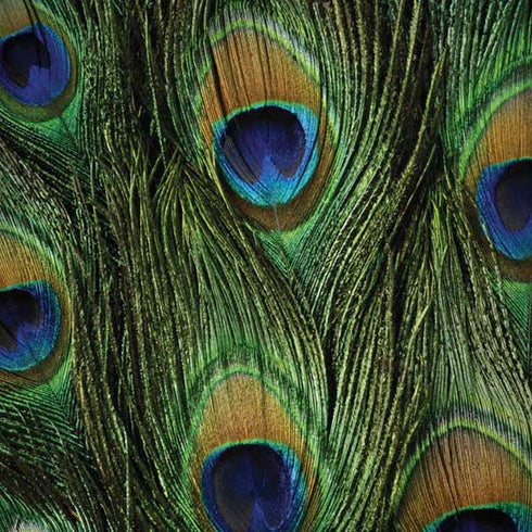 Peacock Moto G6 Skin