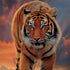 Rising Tiger by Vincent Hie Dell Latitude Skin