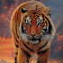 Rising Tiger by Vincent Hie MacBook Skins