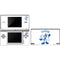 Looney Tunes Sylvester the Cat Big Head DS Lite Skin