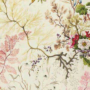 William Kilburn Seaweed on Silk Paper Beats Solo 3 Wireless Skin