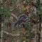 NFL Detroit Lions Realtree Xtra Green Camo Galaxy Z Fold3 5G Skin
