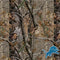NFL Detroit Lions Realtree AP Camo Moto E5 Play Skin