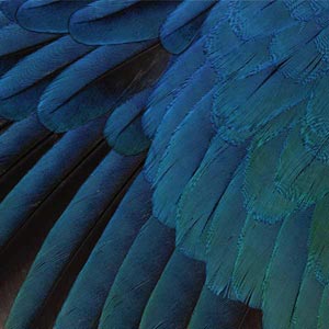 Macaw Animal Print Fire TV Cube Skin