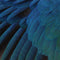 Macaw Animal Print Galaxy S7 Edge Skin