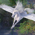 Soaring Pegasus by Laurie Prindle iPhone XS Clear Case