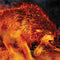 Tom Wood Fire Stalker Wolf Wii Remote Controller Skin