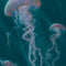 Vincent Hie Blue Jellyfish Studio Wireless Skin