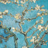 Vincent Van Gogh Almond Branches in Bloom iPhone XS Max Skin