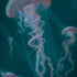 Blue Jellyfish by Vincent Hie Dell Alienware Skin