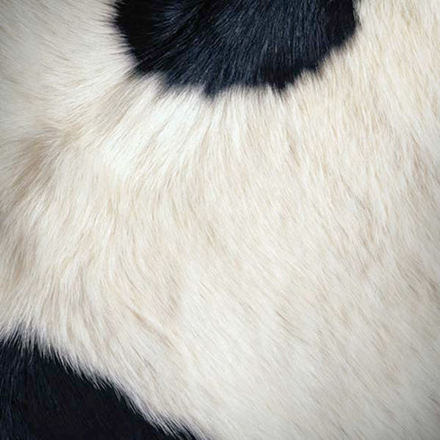 Cow Animal Print iPhone X Skin