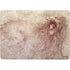 Leonardo da Vinci Sketch of a roaring lion Surface Laptop Studio Skin
