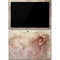 Leonardo da Vinci Sketch of a roaring lion Surface Pro 7 Skin