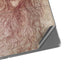 Leonardo da Vinci Sketch of a roaring lion Surface Pro 8 Skin