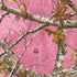 RealTree Edge Pink Camo Otterbox Commuter Galaxy Skin
