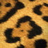 Leopard Animal Print iPhone X Pro Case