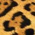 Leopard Animal Print iPhone XS Max Skin