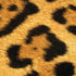 Leopard Animal Print iPhone XS Pro Case