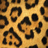 Leopard Animal Print Notebook 9 Pro 13in (2017) Skin