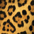Leopard Animal Print Surface Book 2 13.5in Skin
