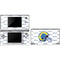 NFL Los Angeles Rams White Logo Blast DS Lite Skin