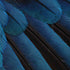 Macaw Animal Print iPhone XR Skin