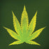 Marijuana Leaf Light Green iPhone X Pro Case