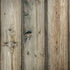 Natural Weathered Wood iPhone X Pro Case